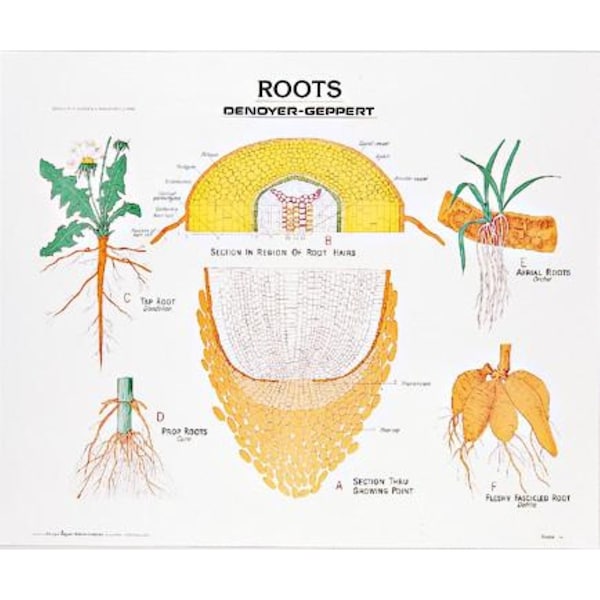 Charts/Posters, Roots Chart Mounted